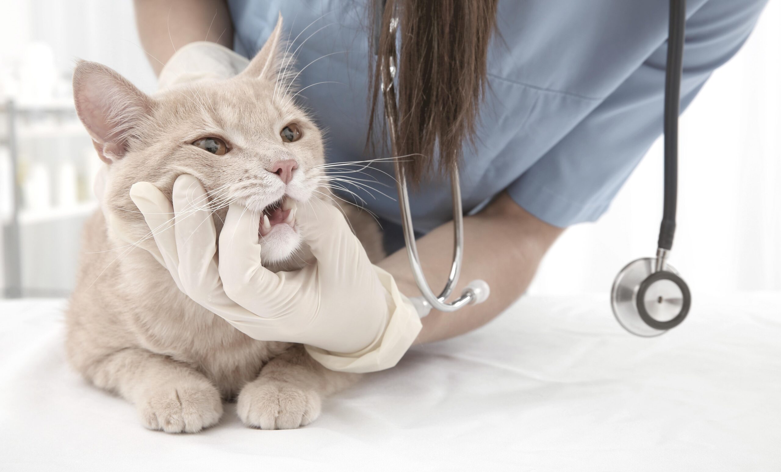 Guide pas à pas : Comment administrer un médicament à votre chat